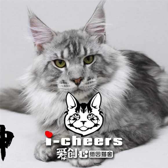 i-cheers爱创心缅因猫舍:广州市番禺区