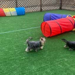 迷恋之约犬舍:广州市番禺区