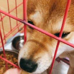 旺旺之星宠物用品店:北京城区东城区雍和宫/地坛附近