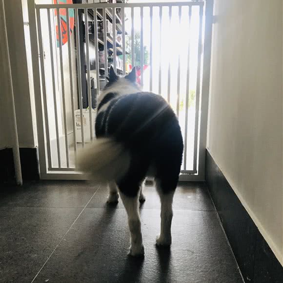 派多格宠物(通惠家园店):北京城区朝阳区四惠附近