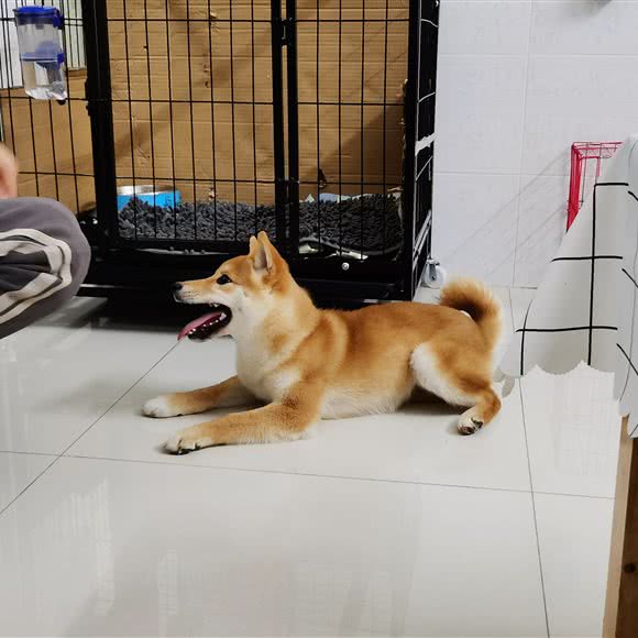 旺柴犬舍:广州市番禺区