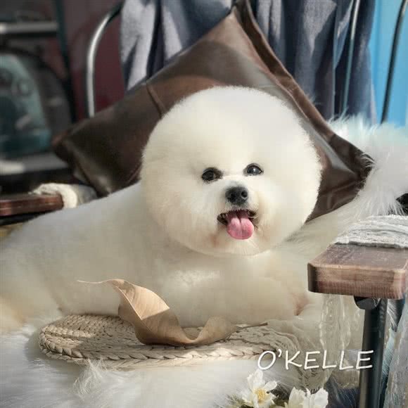 ONJOY宠物?lSB伊珊娜皮毛调理:广州市花都区