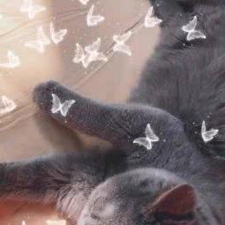 花都三华专业家庭宠物繁殖:广州市花都区