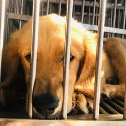 宠缘汇:广州市花都区