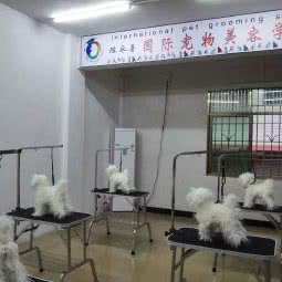 陈永善国际宠物美容学校:广州市增城区