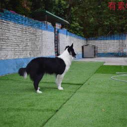 广州有素宠物训练学校:广州市增城区