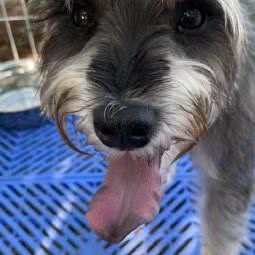 宠假乡狗狗寄养:深圳市南山区