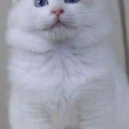 宠乐缘(宠乐缘黄田分店):深圳市宝安区