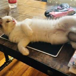 chris家庭猫舍:深圳市宝安区