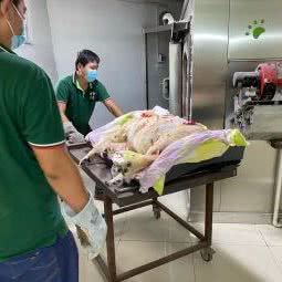 恒爱宠物火化善终:深圳市龙岗区