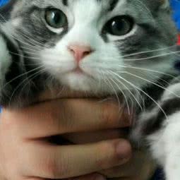 猫田宠物:北京城区朝阳区四惠附近