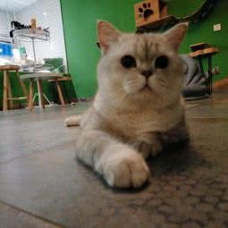 瀚森宠之家+猫咖:深圳市盐田区