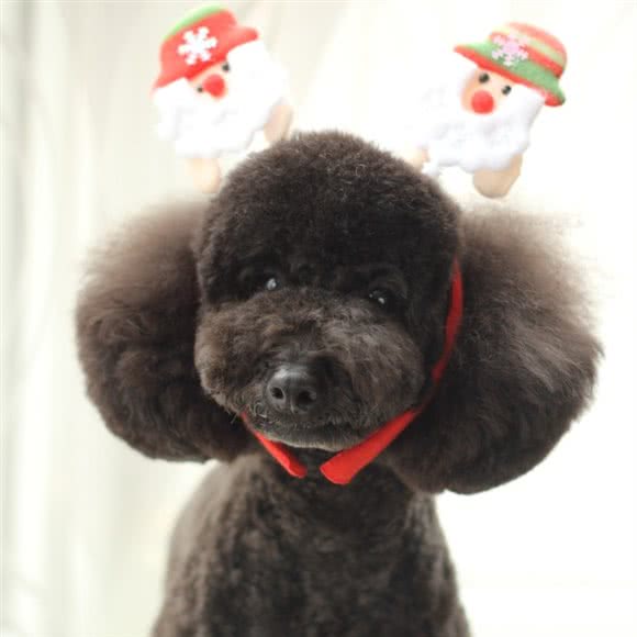 AI贝私宠:沈阳市和平区长白岛附近