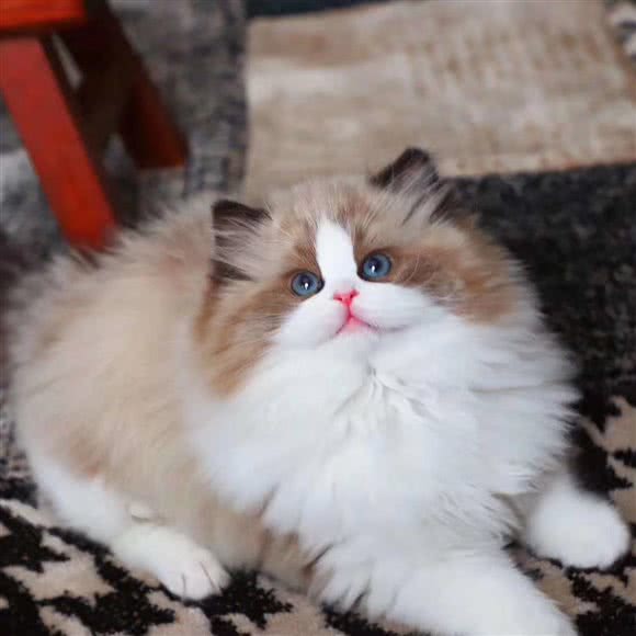 足迹宠物(龙华店):深圳市龙华区