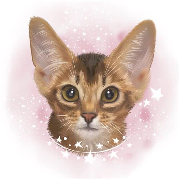 哈尼·猫舍:深圳市龙华区