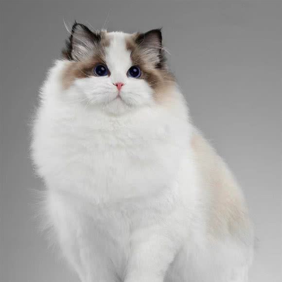 丁丁高端布偶猫舍:珠海市香洲区