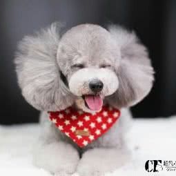 超凡宠尚造型(超凡宠物生活馆新店):沈阳市和平区长白岛附近