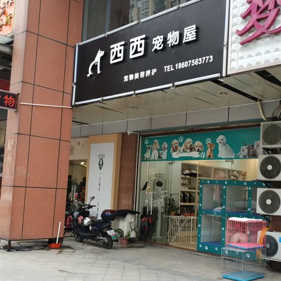 西西宠物屋:珠海市斗门区