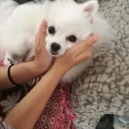 翔龙宠物店:珠海市斗门区