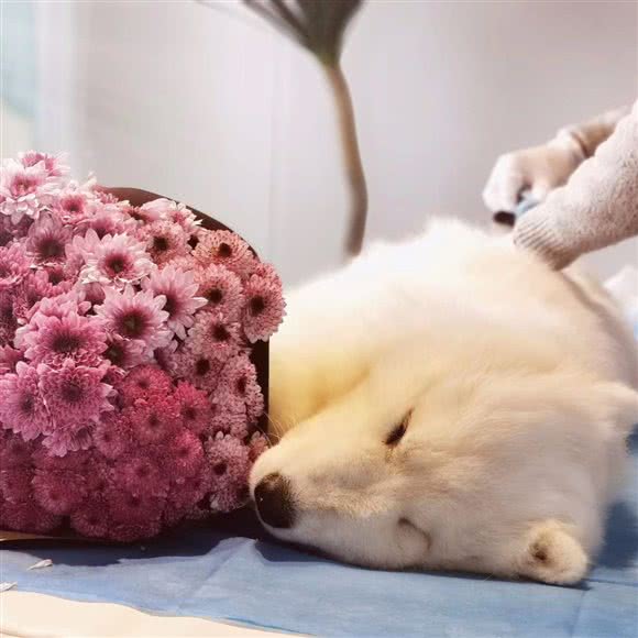 卢貍宁-宠物火化善终:汕头市龙湖区