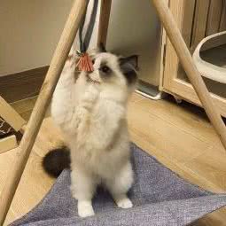 喵莱噔:汕头市龙湖区