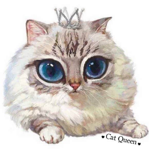 喵女王 精品猫舍:沈阳市和平区长白岛附近