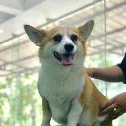 杰瑞宠物JERRY PET:汕头市金平区