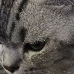 安康宠物诊所:汕头市金平区