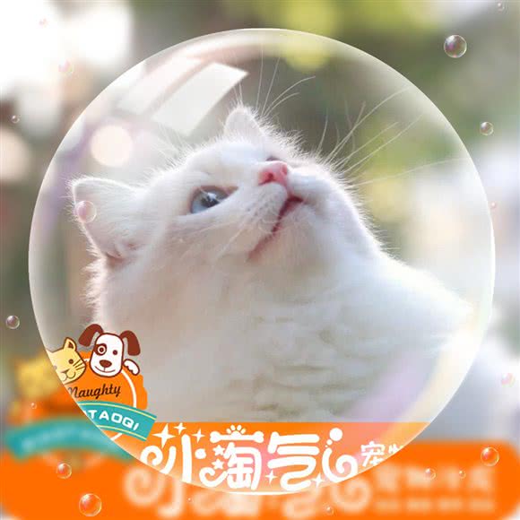 小淘气宠物沙龙:汕头市潮阳区