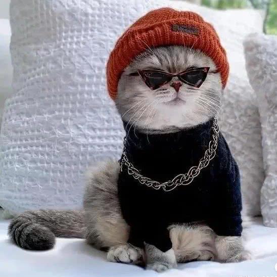 FIRST·宠物猫舍:沈阳市和平区长白岛附近