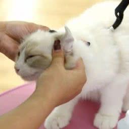 汕头市澄海区只有猫宠物店:汕头市澄海区