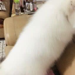 天澄宠物用品商店:汕头市澄海区