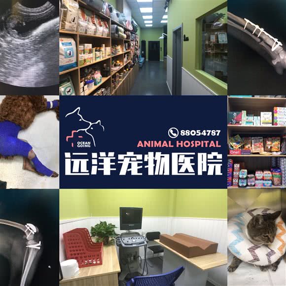远洋宠物医院24小时(长白店):沈阳市和平区长白岛附近