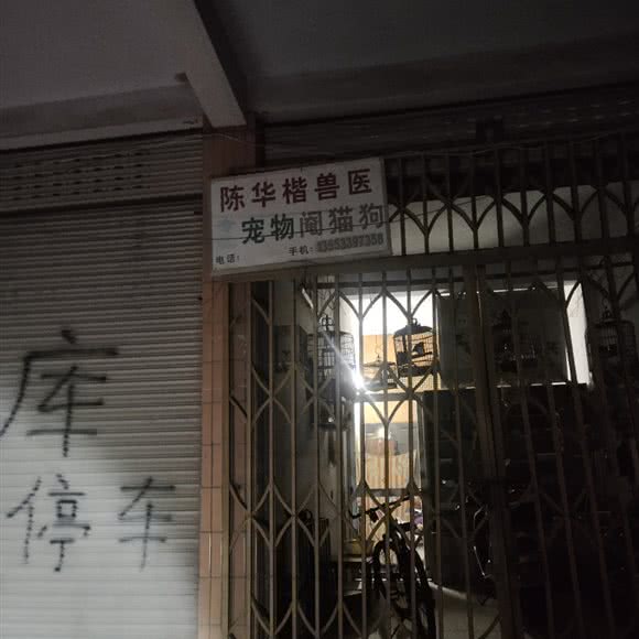 陈华楷兽医宠物阉猫狗:汕头市澄海区