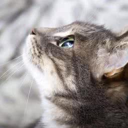 星玥宠物店(金色里程店):佛山市禅城区