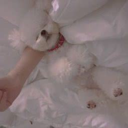 家有毛毛宠物美容生活馆:佛山市南海区