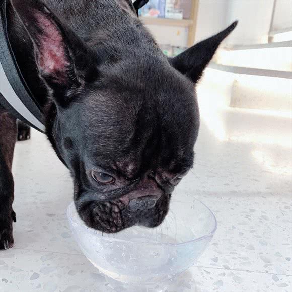 家贝宠爱:佛山市南海区