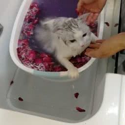 袖虎宠物(金域中央店):佛山市南海区