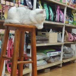 袖虎宠物:佛山市南海区