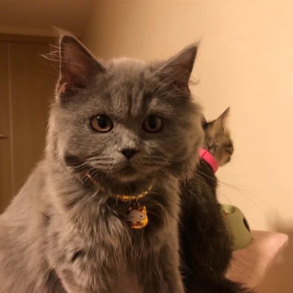 圣宠宠物(万科金域中央店):佛山市南海区