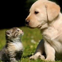 壹猫寄养宠物工作室:佛山市南海区