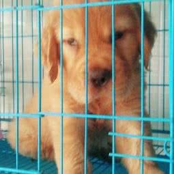 小艾宠物店:佛山市南海区