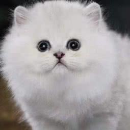 元康宠物狗场猫舍犬舍:佛山市南海区