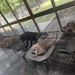 亨特拉布拉多犬舍:佛山市南海区