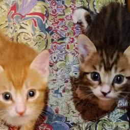 康祥宠物诊所:佛山市南海区