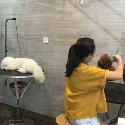 MF宠物店:佛山市顺德区