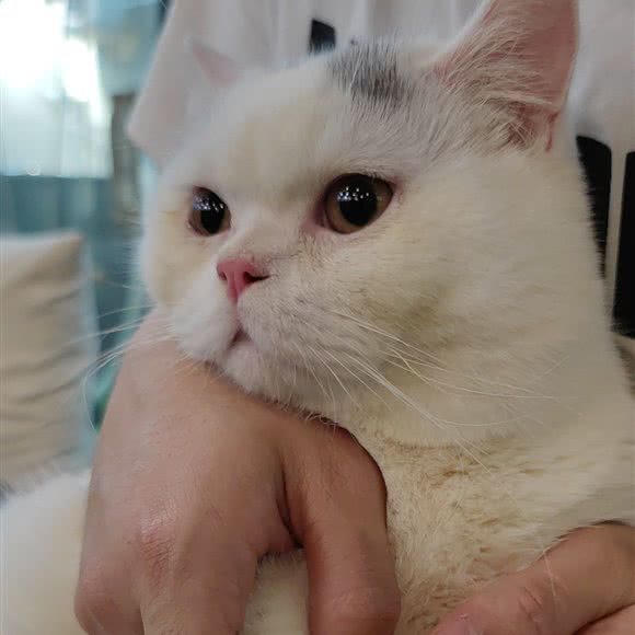 PETKET小佩宠物(北滘店):佛山市顺德区