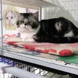 有家宠物店:沈阳市和平区新华广场附近