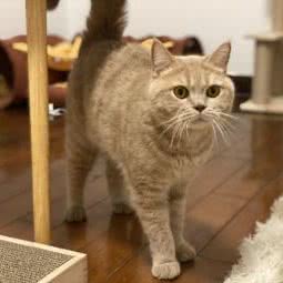 Meow Loft貓樂家庭式猫咪寄养:佛山市顺德区