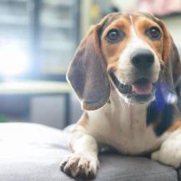 614宠物生活馆:佛山市顺德区